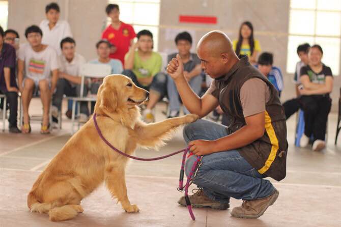 南宁宠物犬训练：训练狗狗叼东西